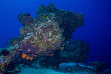 Fototapeta na wymiar Mesoamerican Reef
