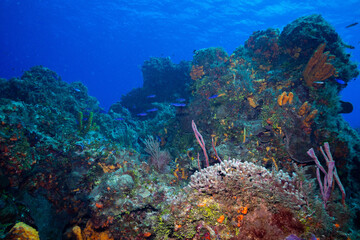 Mesoamerican Reef