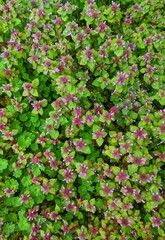 Obraz premium pink background