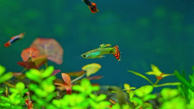 Guppy fish in home fish tank slow motion macro close up. Home hobby. Poecilia reticulate is freshwater fish, peaceful community fish. Livebearers, give birth to live young, not laying eggs.