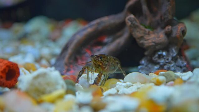 Close up of a crayfish prawn in rocks in hobby fish pool. Crayfish are freshwater crustaceans, known as crawfish, freshwater lobsters and mudbugs or yabbies.
