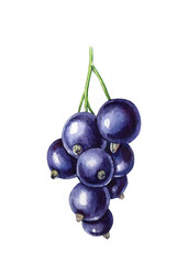 Ripe berries watercolor botanical illustration. black currant and leaf on a white background