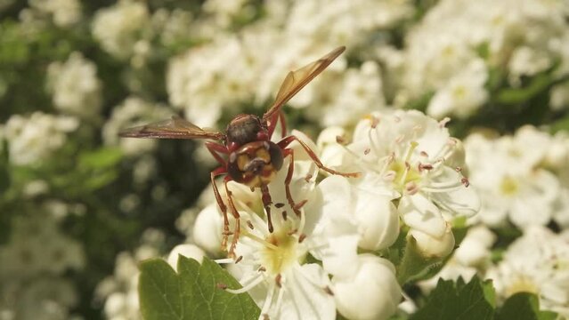 Wasp eats nectar on white flower