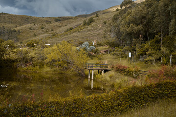 landscape with trees