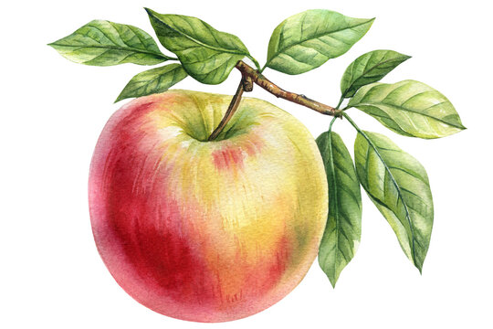 Watercolor apples watercolor illustration on a branch isolated on white background