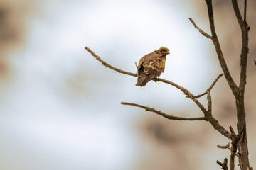 buse sur une branche 