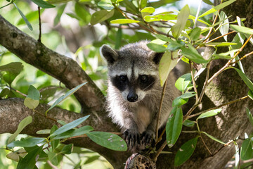 Cozumel raccoon © Griffin