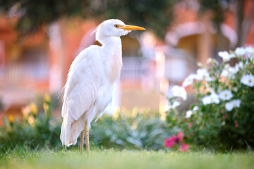 White cattle egret wild bird, also known as Bubulcus ibis walking on green lawn in summer