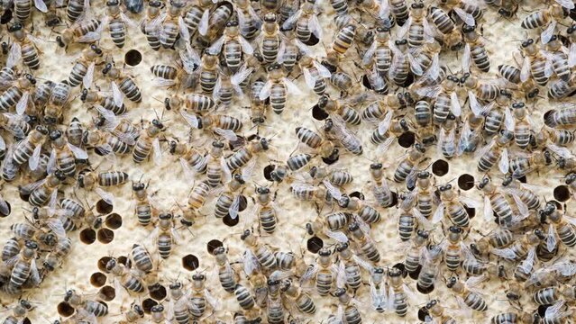 Bee larvae in cells, population reproduction. Beautiful honeycombs with bees close-up. A swarm of bees crawls through the honeycombs, collecting honey. Beekeeping, healthy food.