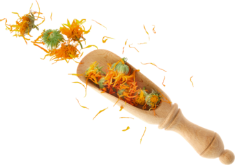 Wooden scoop of dried calendula flowers, isolated on white background. Petals of calendula flowers for making healthy herbal tea. Top view.