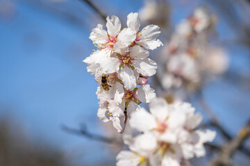 cherry tree blossom