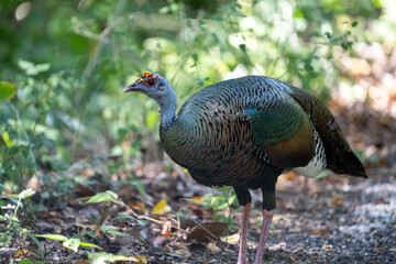 Ocellated turkey