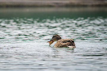 duck in the water