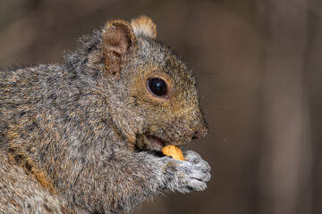 squirrel eating nut