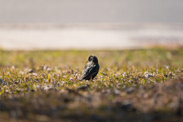 sterling bird