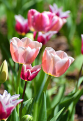 Spring tulips flowers