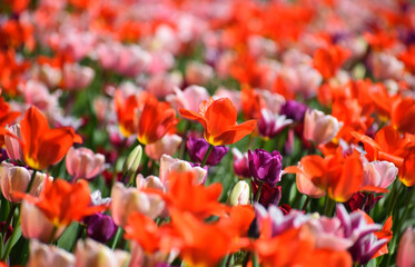 Spring tulips flowers - 595341714