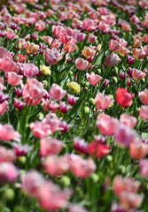 Spring tulips flowers - 595341717