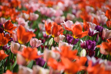 Spring tulips flowers - 595341754
