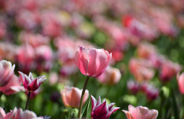 Spring tulips flowers - 595341773