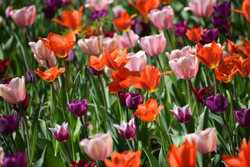 Spring tulips flowers - 595341787
