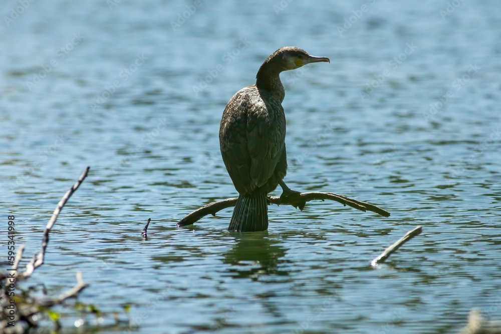 Poster Great cormorant