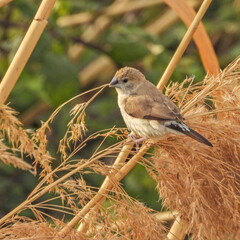 Un oiseau, capucin bec de plomb avec une brindille dans le bec pour faire son nid au printemps