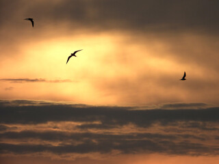 Obraz na płótnie Canvas Vol d'oiseaux dans les lueurs du coucher de soleil