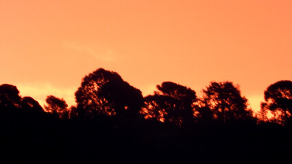 Arbres en ombre chinoise dans le coucher de soleil