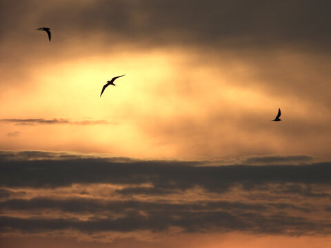 Vol d'oiseaux dans les lueurs du coucher de soleil