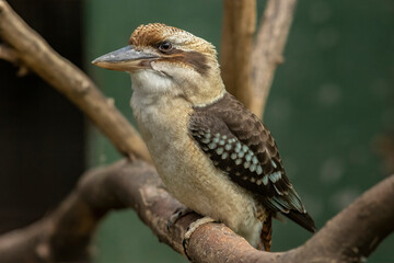 Kookaburra