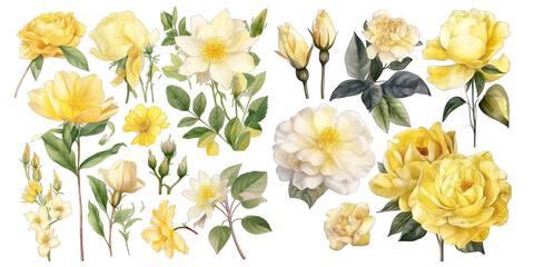 Set of yellow flower watercolor elements on transparent background