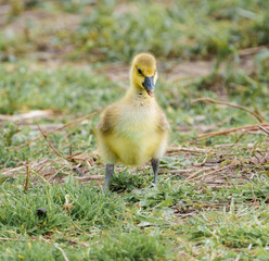 Adorable Cute Baby Goose Gosling Sitting on Green Grass in a Park Eating with a Beautiful Colorful Green Smooth Blurred Background