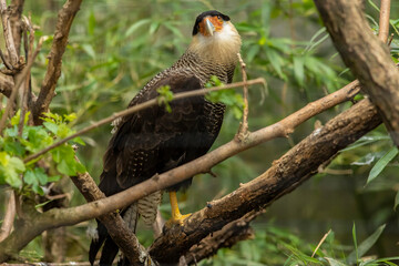 Crested caracara