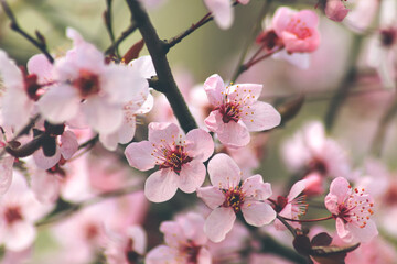 Fowers of the cherry or apple blossom. Sakura flower.