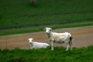 Obraz premium sheep with un-docked tails on a hillside showing the reason for docking. Faeces retention.