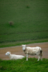 Obraz premium sheep with un-docked tails on a hillside showing the reason for docking. Faeces retention.