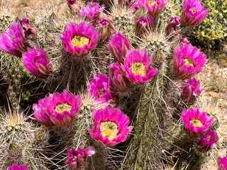 Cacti Flowers at Usery Pass in Mesa, Arizona