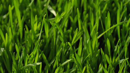 Juicy wheat grass. The texture of green grass.