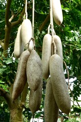A Sausage Tree, Kigelia Africana, in The Lincoln Park Gardens, Chicago, USA.