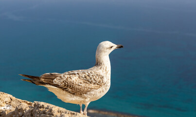 Seagull on a stone against the background of the sea in the sun. Seagull sits on the fortress wall against the background of the mediterranean sea. Copy space. Peaceful nature. Alicante, Spain.