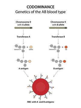 Codominance. Type AB blood is an example of codominance in humans. People with the AB blood type have one A allele and one B allele. Both alleles are expressed at the same time.