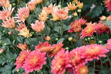 Colorful flowers with background of green leaves