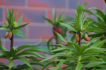 Lily flower in the garden, growing and developing from buds