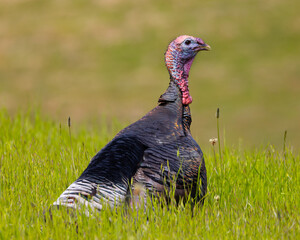 Male wild turkey, seen in the wild in  North California