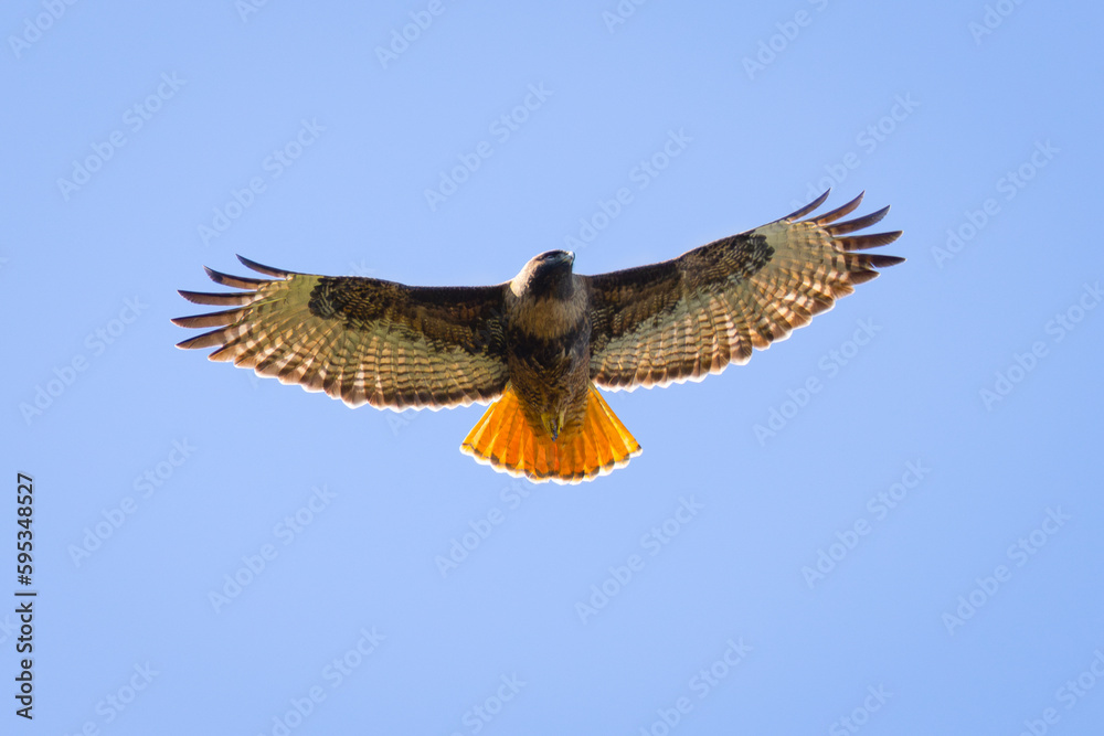 Poster Close view of a red-tailed hawk flying, seen in the wild in  North California