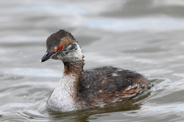 Close view of a horned grebe (nonbreeding), seen in a North California marsh