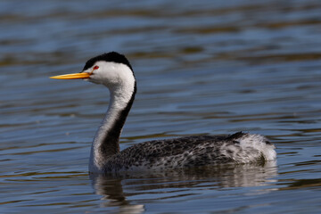 Clark’s grebe in beautiful light, seen in a North California marsh