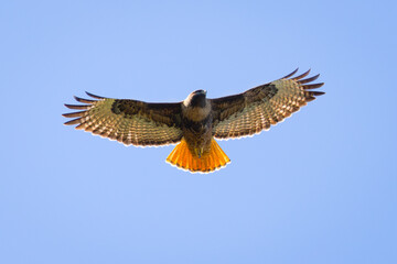 Close view of a red-tailed hawk flying, seen in the wild in  North California