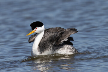 Close view of a Clark’s grebe flapping his wings, seen in a North California marsh